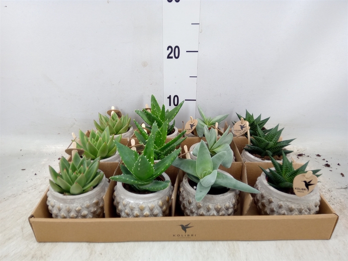 <h4>Succulents   ...mix 3</h4>