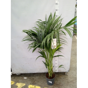 Howea forsteriana