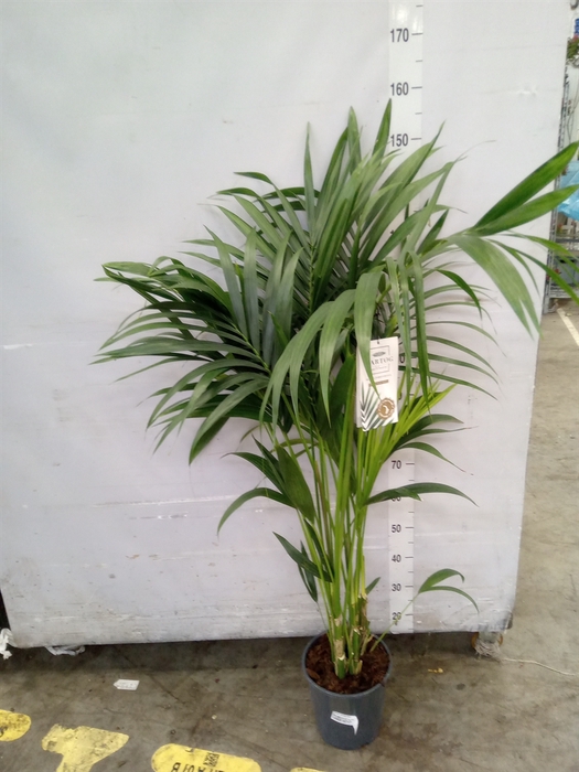 <h4>Howea forsteriana</h4>