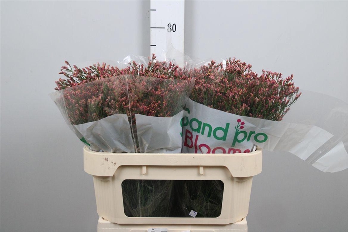 <h4>Lim Sin Max Diamond</h4>