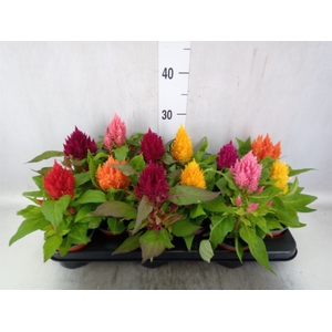 Celosia arg. PL   ...