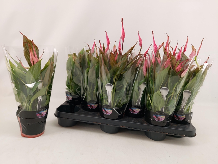 <h4>SPATH CHOPIN</h4>