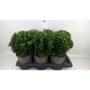 Euonymus japon. 'Green Spire'