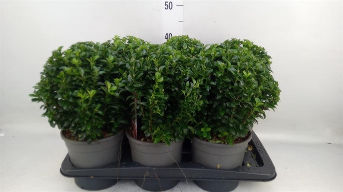 <h4>Euonymus japon. 'Green Spire'</h4>