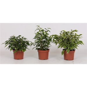 Ficus benjamina gemengd 3 soorten