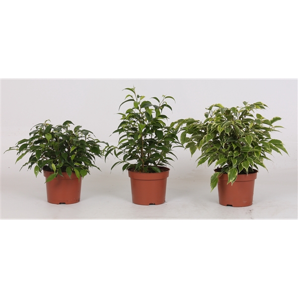 <h4>Ficus benjamina gemengd 3 soorten</h4>