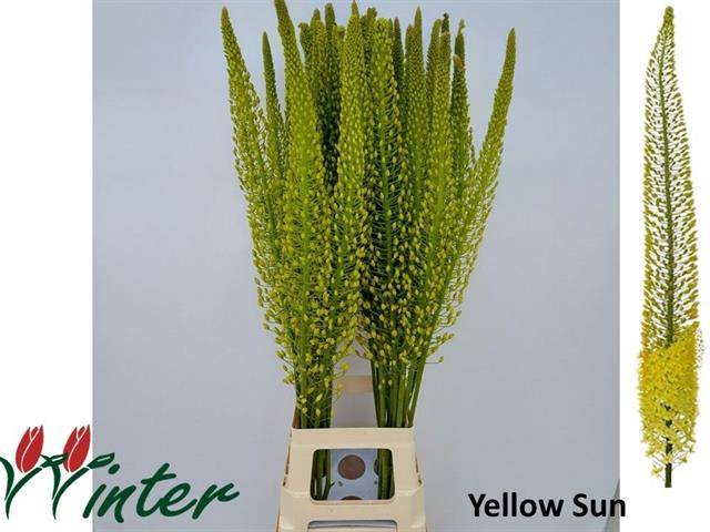 Eremurus Shelford Yellow Sun