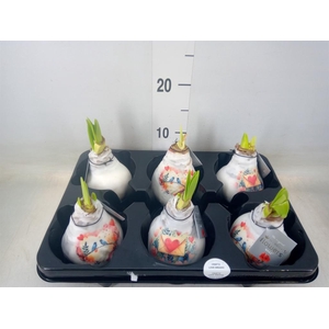 Hippeastrum   ...waxed