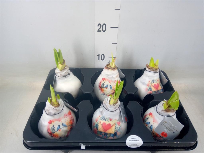 <h4>Hippeastrum   ...waxed</h4>