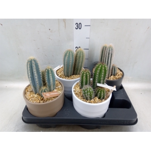 Cactus   ...
