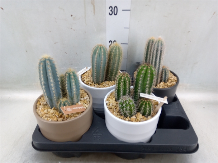 <h4>Cactus   ...</h4>