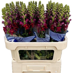 Antirrhinum Avignon Dark Red