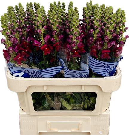 <h4>Antirrhinum Avignon Dark Red</h4>