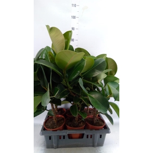 Ficus elastica 'Cloe'