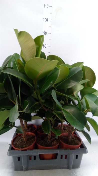 <h4>Ficus elastica 'Cloe'</h4>