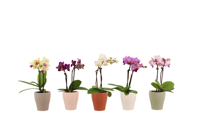 <h4>Anna Tiny Dolls Mix 2T10+</h4>