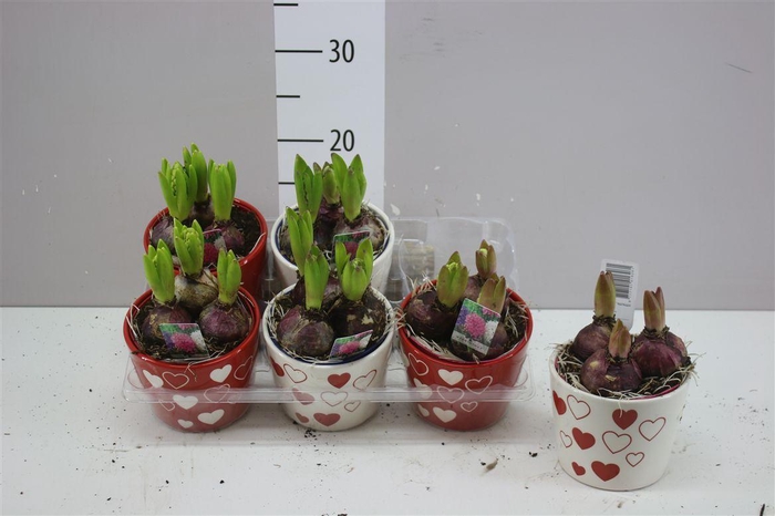 <h4>Arr Hyacinth Mix 3pp In Keramiek</h4>