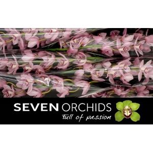 CYMB T PINK BRILJANT