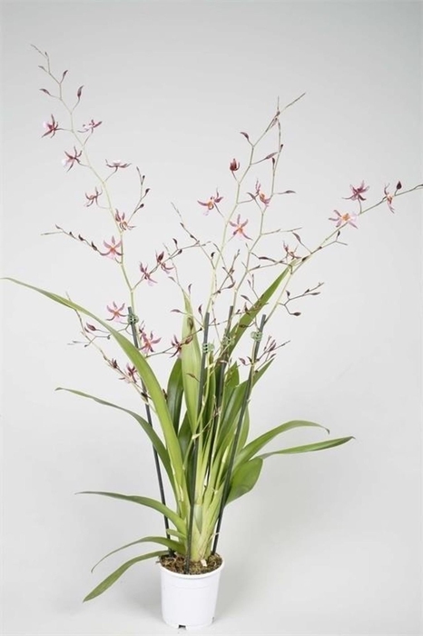 <h4>Oncidium</h4>