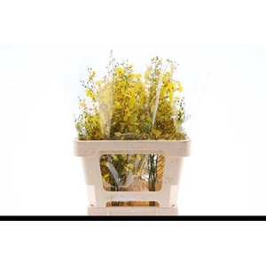 ONCIDIUM