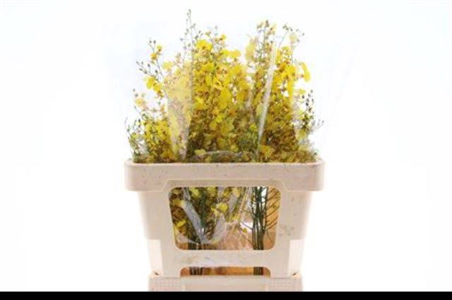 <h4>ONCIDIUM</h4>