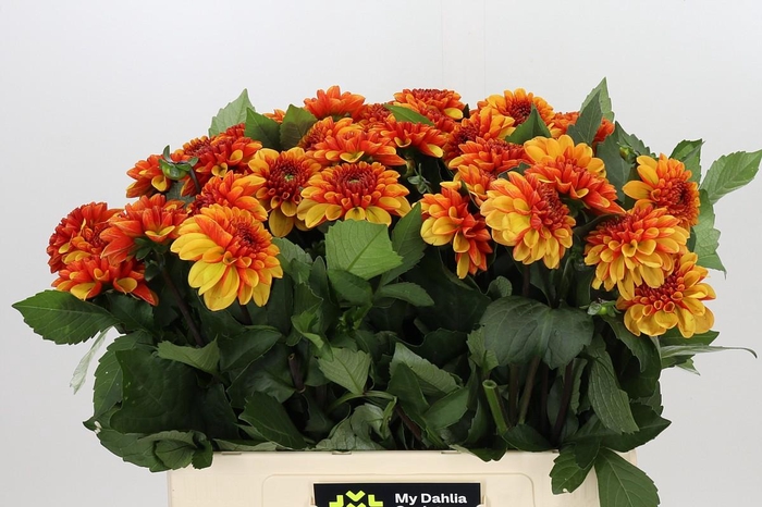 <h4>Dahlia American Sunset</h4>