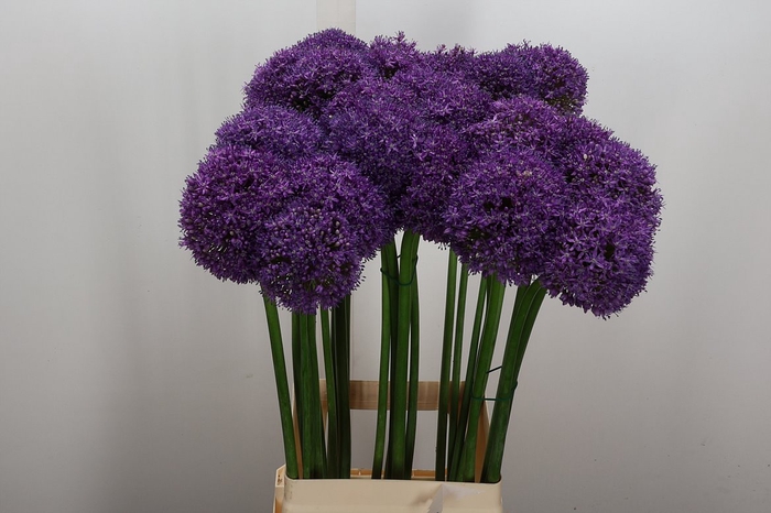 <h4>Allium Grootbloemig</h4>