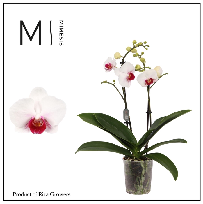 <h4>Phalaenopsis Safe Haven 2 spike - 9cm | Mimesis</h4>