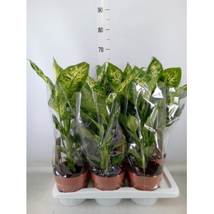 Dieffenbachia  'Compacta'