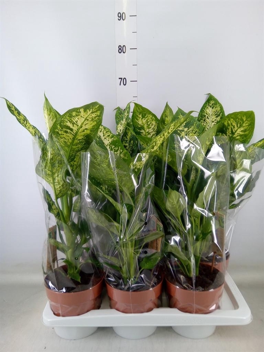 <h4>Dieffenbachia  'Compacta'</h4>