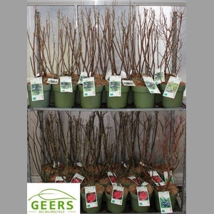 Fruith Mixk Johannisbeere 4 Soorten