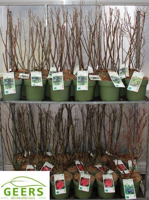 <h4>Fruith Mixk Johannisbeere 4 Soorten</h4>