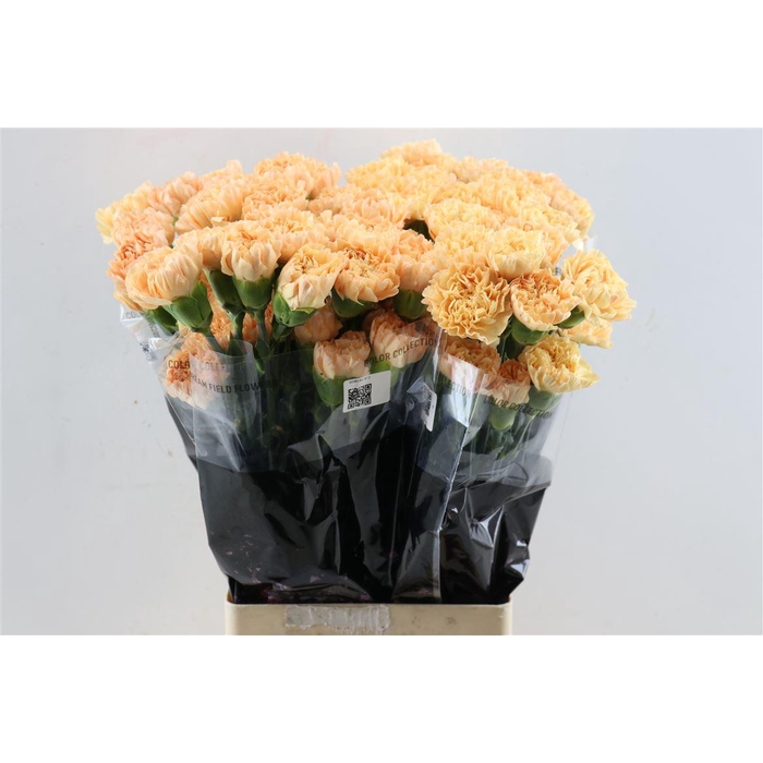 <h4>Di St Caroline Gold</h4>