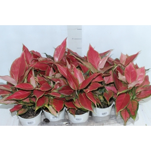 AGLAONEMA CHERRY BABY P12