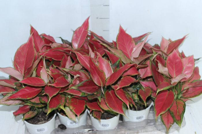 <h4>AGLAONEMA CHERRY BABY P12</h4>
