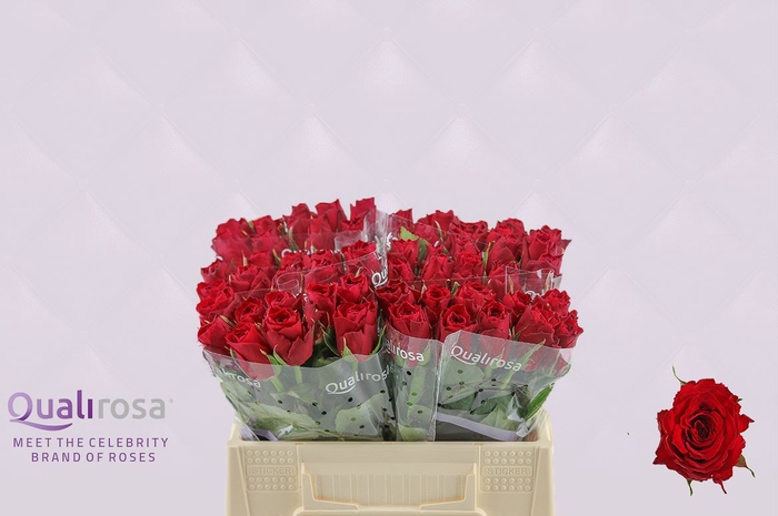 <h4>R Gr Madam Red</h4>