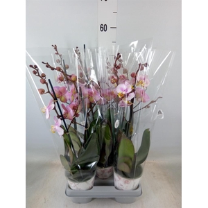 Phalaenopsis   ...