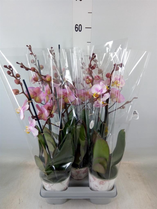 <h4>Phalaenopsis   ...</h4>