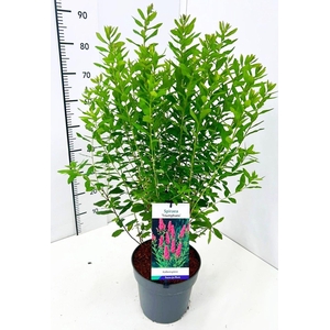 Spiraea x billardii Triumphans
