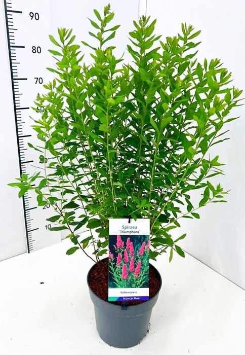 <h4>Spiraea x billardii Triumphans</h4>