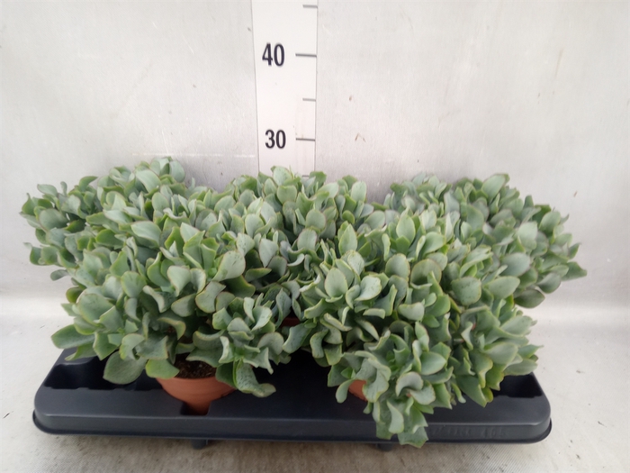 <h4>Crassula arborescens</h4>