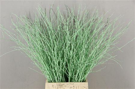 Berk Kort Mintgroen