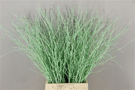 <h4>Berk Kort Mintgroen</h4>