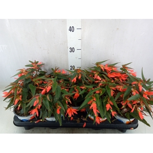 Begonia boliv. 'Beauvilia Salmon'