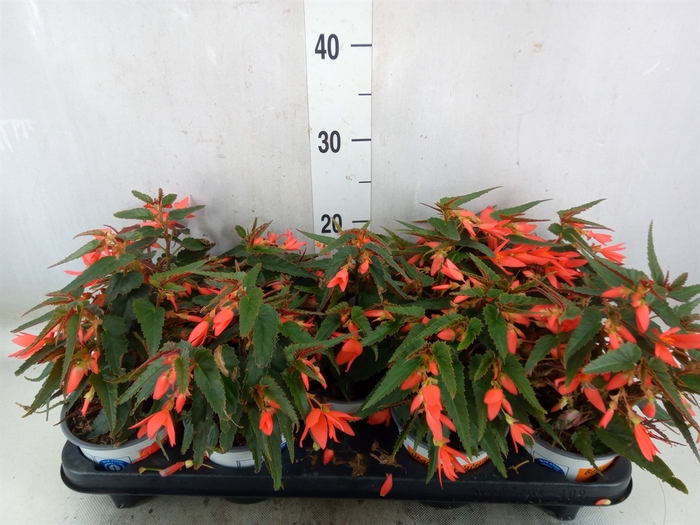 <h4>Begonia boliv. 'Beauvilia Salmon'</h4>