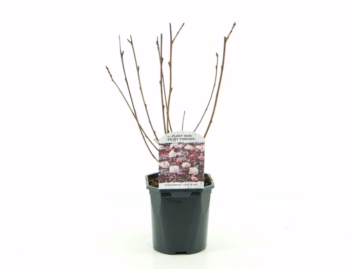 <h4>Physocarpus op. Lady in Red</h4>