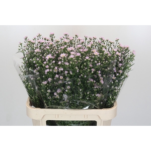 Aster Claudia