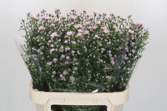 <h4>Aster Claudia</h4>