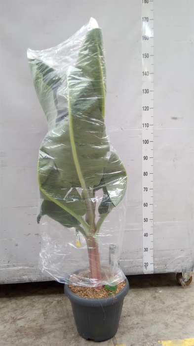 <h4>Musa  'Dwarf Cavendish'</h4>