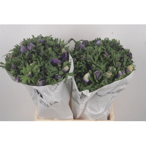 Anemone Mistral Azzurr Pale Blue